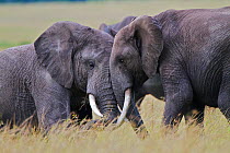 Bull African elephants (Loxodonta africana) sparing, Masai Mara, Kenya, Africa.