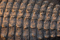 American Alligator (Alligator mississippiensis) close up of scutes / scales, Florida Everglades, Florida, USA.