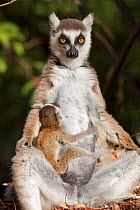 Ring-tailed lemur (Lemur catta) mother and baby, sun bathing early morning, Berenty reserve, Madagascar.