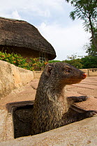 Banded Mongoose (Mungos mungo) in drain, Queen Elizabeth National Park, Mweya Peninsula, Uganda, Africa.
