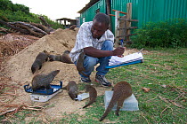 Banded mongooses (Mungos mungo) with researcher, Queen Elizabeth National Park, Mweya Peninsula, Uganda, Africa.