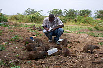 Banded mongooses (Mungos mungo) observed by researcher, Queen Elizabeth National Park, Mweya Peninsula, Uganda, Africa.