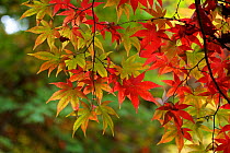 Japanese Maple (Acer palmatum) in Autumn Colours, Nagano, Japan.