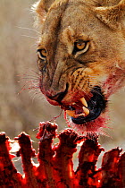 Lioness (Panthera leo) feeding on carcass, Ngorongoro Crater, Tanzania, Africa.