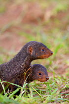 Young Banded mongoose (Mungos mungo) family, Queen Elizabeth National Park, Mweya Peninsula, Uganda, Africa.