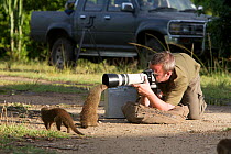 Tourist taking picture of Banded mongoose (Mungos mungo) family group, Queen Elizabeth National Park, Mweya Peninsula, Uganda, Africa.