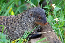 Banded mongoose (Mungos mungo) Queen Elizabeth National Park, Mweya Peninsula, Uganda, Africa.