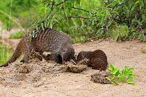 Banded mongoose (Mungos mungo) adult 'escort' teaching young to forage, Queen Elizabeth National Park, Mweya Peninsula, Uganda, Africa.