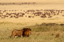 Male Lion (Panthera leo) 'Romeo' in habitat, from the Marsh Pride, Masai Mara, Kenya.