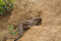 Banded mongoose (Mungos mungo) foraging, Queen Elizabeth National Park, Mweya Peninsula, Uganda, Africa.