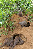 Banded mongooses (Mungos mungo) at den site, Queen Elizabeth National Park, Mweya Peninsula, Uganda, Africa.