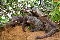 Banded mongooses (Mungos mungo) at den site, Queen Elizabeth National Park, Mweya Peninsula, Uganda, Africa.