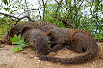 Banded mongooses (Mungos mungo) sleeping outside den site, Queen Elizabeth National Park, Mweya Peninsula, Uganda, Africa.