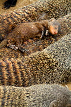 Banded mongoose (Mungos mungo) juvenile sleeping on adult 'escort', Queen Elizabeth National Park, Mweya Peninsula, Uganda, Africa.