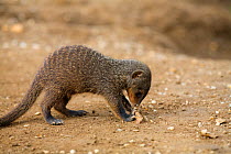Banded mongoose (Mungos mungo) investigating rock, Queen Elizabeth National Park, Mweya Peninsula, Uganda, Africa.