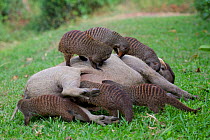 Banded mongoose (Mungos mungo) group grooming warthog (Phacochoerus africanus) Queen Elizabeth National Park, Mweya Peninsula, Uganda, Africa.
