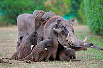 Banded mongoose (Mungos mungo) group grooming warthog (Phacochoerus africanus) Queen Elizabeth National Park, Mweya Peninsula, Uganda, Africa.