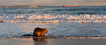 Beaver (Castor fiber) on beach, Camargue, France, November.