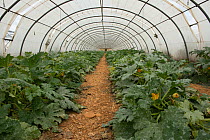 Polytunnel with courgettes growing, Cidamos gardens, Alpilles, France, October 2012.