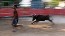 Man running from Camargue cow in the bull ring, Camargue, France, July 2012.