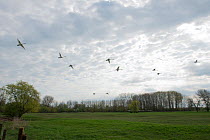 Mute swan (Cygnus olor) flock in flight, Longepierre, Bresse, France, April.