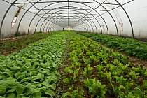 Lettuce growing in polytunnel, Cidamos Gardens, Alpilles, France, October 2012.