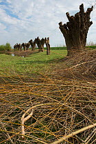 Pollarded Willow trees (Salix alba) Anse de Longepierre, Bresse, France, April.