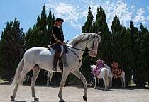 Andalusian horses in a horse feastival, Camargue, France, June 2013.
