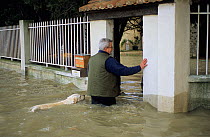 Man accompanied by swimming labrador retriever, in Arles city, flooded by the Rhone in December 2003. Camargue, France