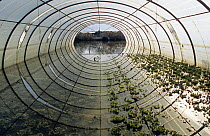 Flooded polytunnel in a market garden, flooded by the Rhone, December 2003. Bellegarde, Camargue, France.