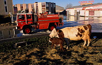 Cow on roundabout in Arles during December 2003 flood, Camargue, France.
