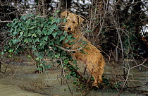 Bedraggled dog keeping out of flood waters in branches, Arles during December 2003 flood, Camargue, France.