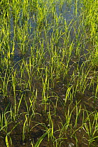 Carmague rice growing, Camargue, France, June.