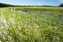 Carmague rice growing, Camargue, France, June.