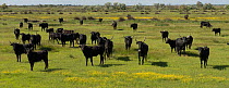 Herd of Camargue bulls, Camargue, France, May.