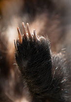 Right back foot of a dead Badger (Meles meles) from above, Camargue, France.