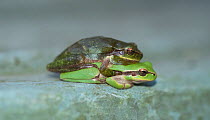 Mediterranean tree frogs (Hyla meridionalis) in amplexus, Camargue, France, June.