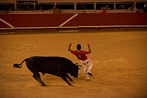 Man participating in European Bullfighting Championship 2012, Arenes d'Arles, Camargue, France, September 2012.