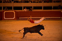 Man leaping over bull in European Bullfighting Championship 2012, Arenes d'Arles, Camargue, France, September 2012.