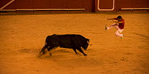 Man leaping over bull in European Bullfighting Championship 2012, Arenes d'Arles, Camargue, France, September 2012.