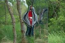 Man looking into giant 'funhouse' mirror in forest, public sculpture by Rob Mullholland, Port saint Louis du Rhone, Camargue, France, May 2013. Editorial Use only. Credit Jean Roche / Le Citron Jaune...