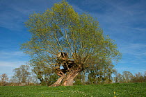 Treehouse in big Willow (Salix alba) tree, Bresse, France, April 2013.