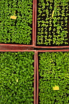 Lettuce germinating, Cidamos Gardens, Alpilles, France, October.
