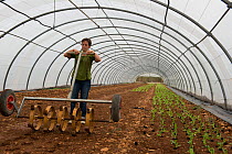 Woman jn polytunnel using soil perforator to make square holes for salad plugs, Cidamos Garden, Alpilles, France, October.