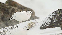 Rock ptarmigan (Lagopus mutus) in winter plumage feeding in the snow, Cairngorms National Park, Scotland, UK, February.