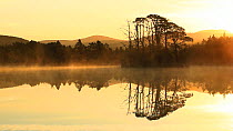 Scots pine trees (Pinus sylvestris)  reflected in Loch Vaa at dawn, Cairngorms National Park, Scotland, UK, May 2011.