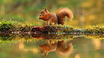 Red squirrel  (Sciurus vulgaris) feeding on nuts beside a woodland pool, Cairngorms National Park, Scotland, UK, November.