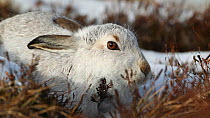 Mountain hare (Lepus timidus) in winter coat resting on moorland,  Cairngorms National Park, Scotland, UK, February.