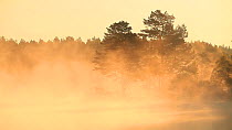 Scots pine trees (Pinus sylvestris) with mist at dawn, Loch Vaa, Cairngorms National Park, Scotland, UK, May 2011.