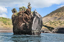 Eroded basaltic lava plug, at Buccaneer Cove, James Island, Galapagos Islands, Ecuador, March 2013.